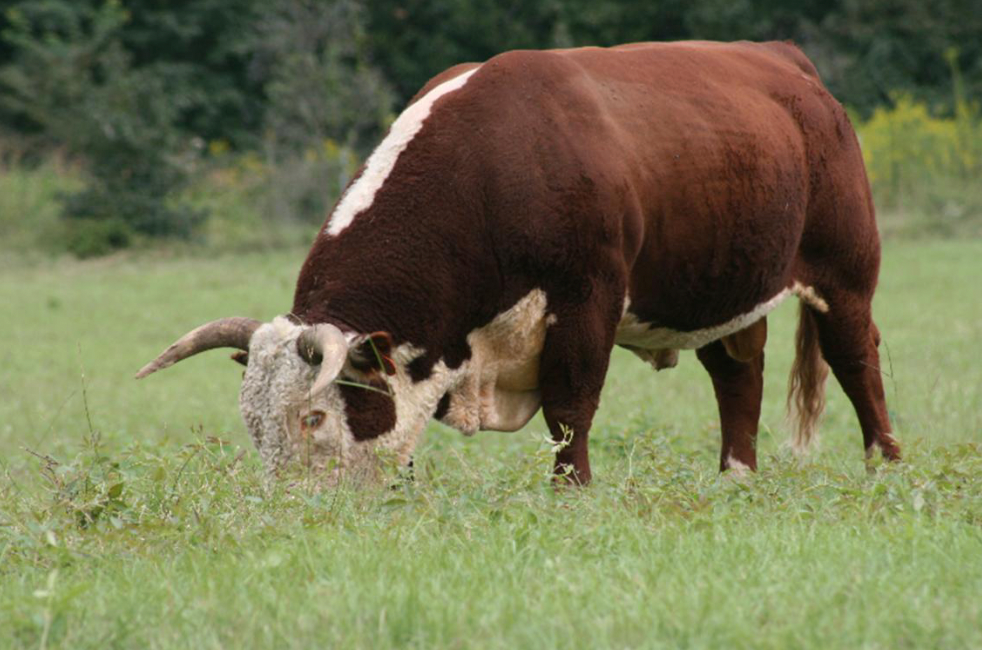 The Secret to Successful Genetic Selection: Doing Less, Not More