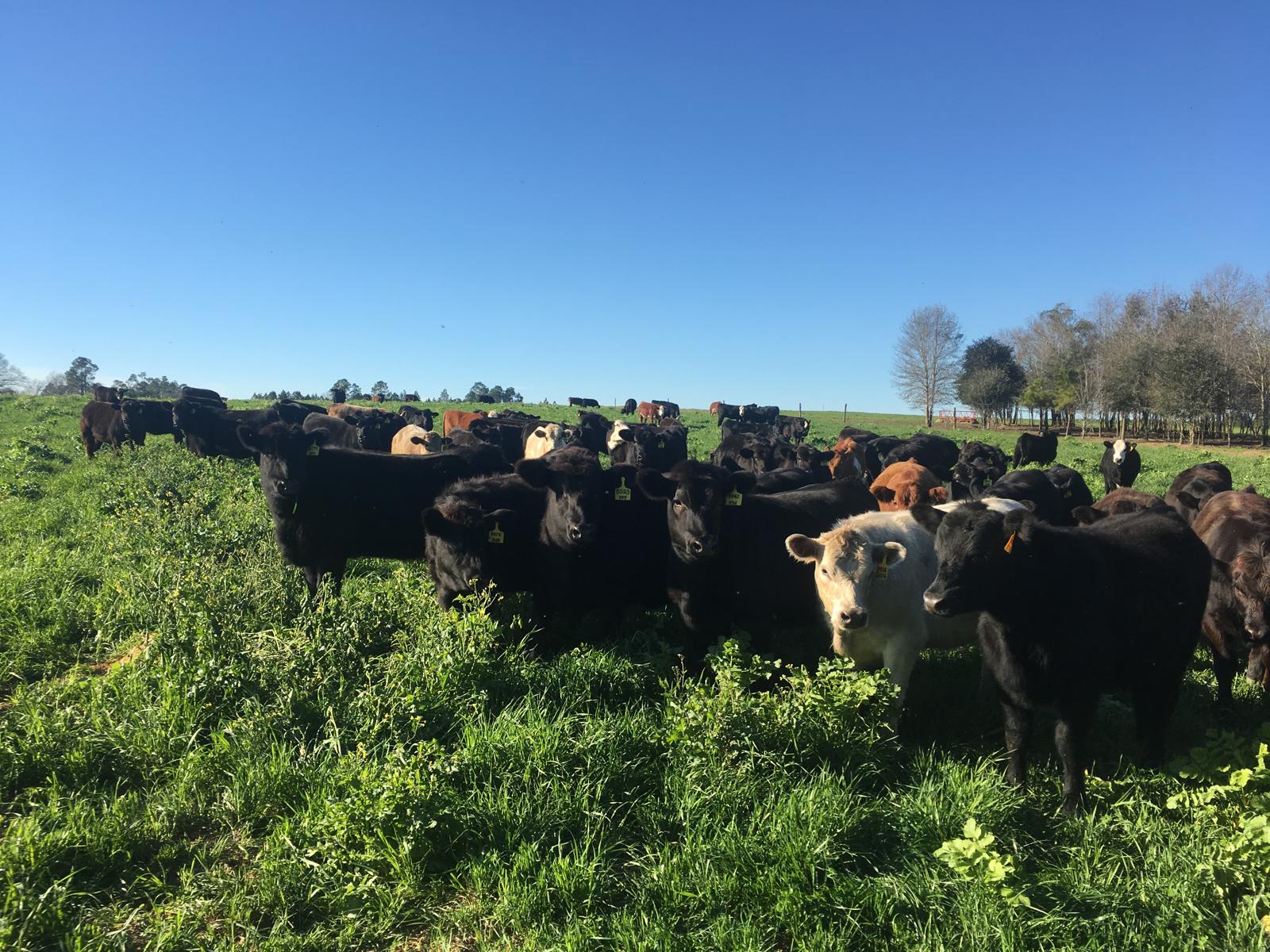 Adaptive Grazing and Epigenetics: The Overlap Driving Regenerative Agriculture
