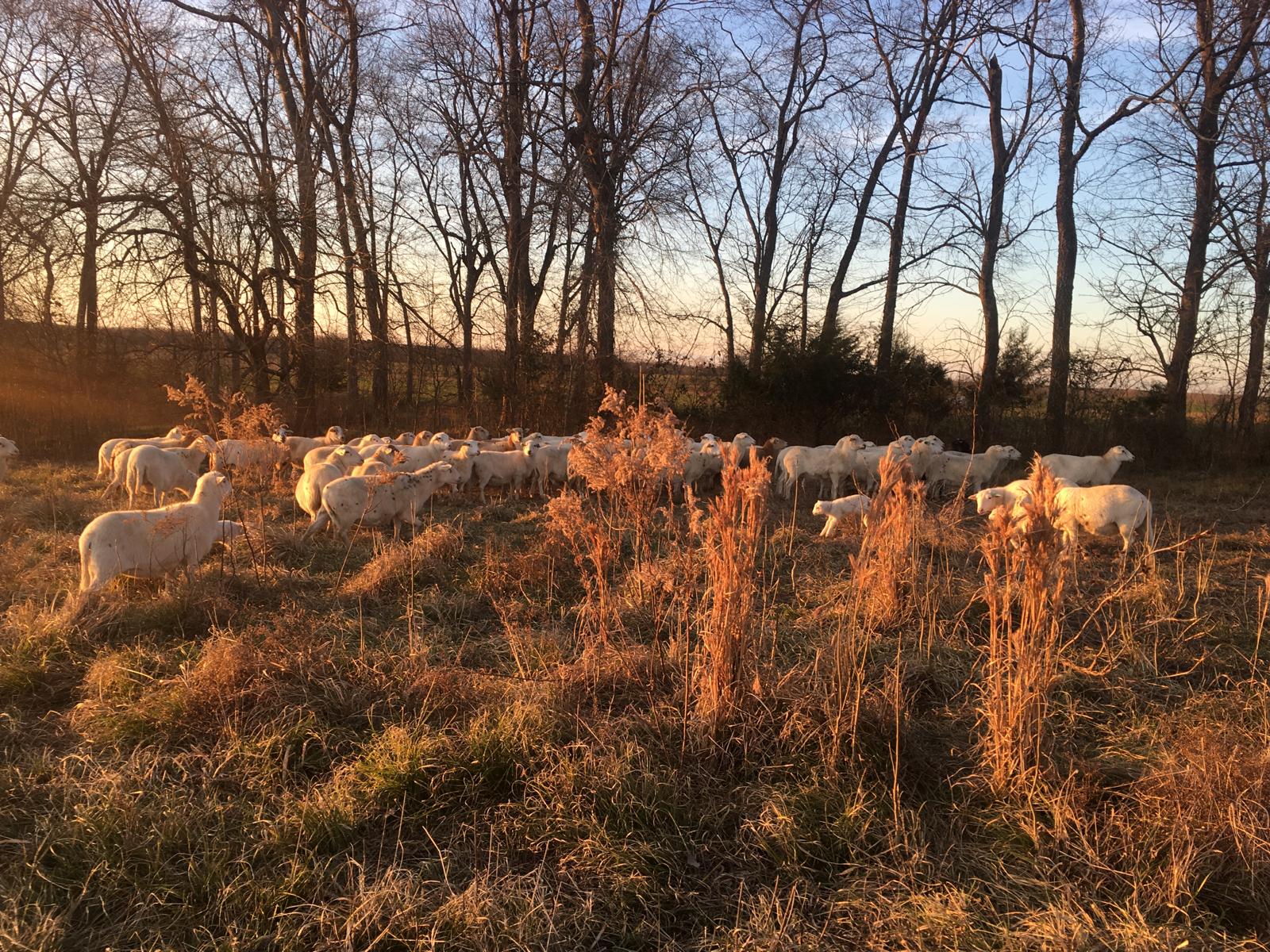 Epigenetics and Regenerative Grazing: The End Result