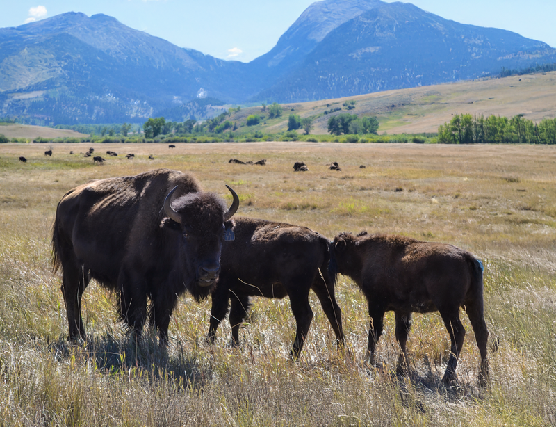 ADAPTIVE GRAZING