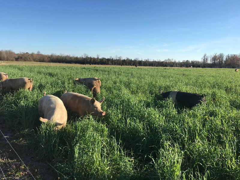 REGENERATIVE AGRICULTURE